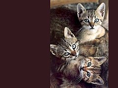 Gatti (155)
